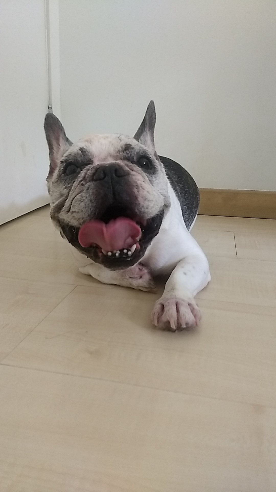 Maccacchero